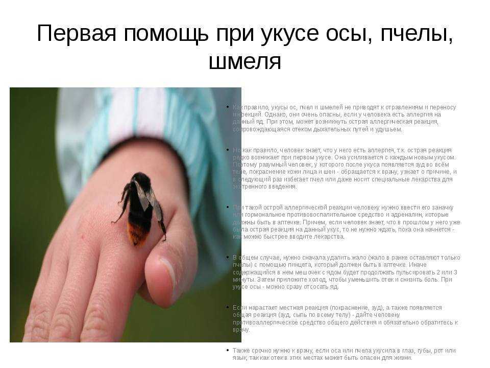 Шмель плотник или чёрная пчела ксилопа: уникальный конструктор