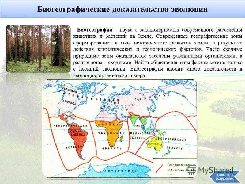 Сообщение о тюлене — описание, виды и среда обитания