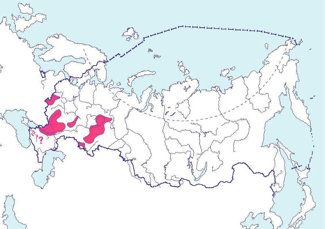 Осётр – не просто рыба, а ценнейший деликатес