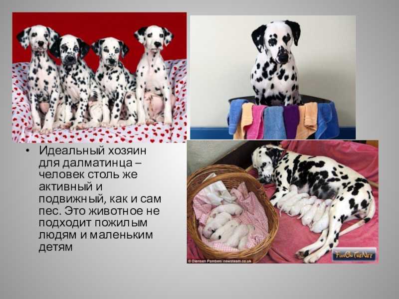 Далматинец — история породы, происхождение, описание, характер и уход + 91 фото