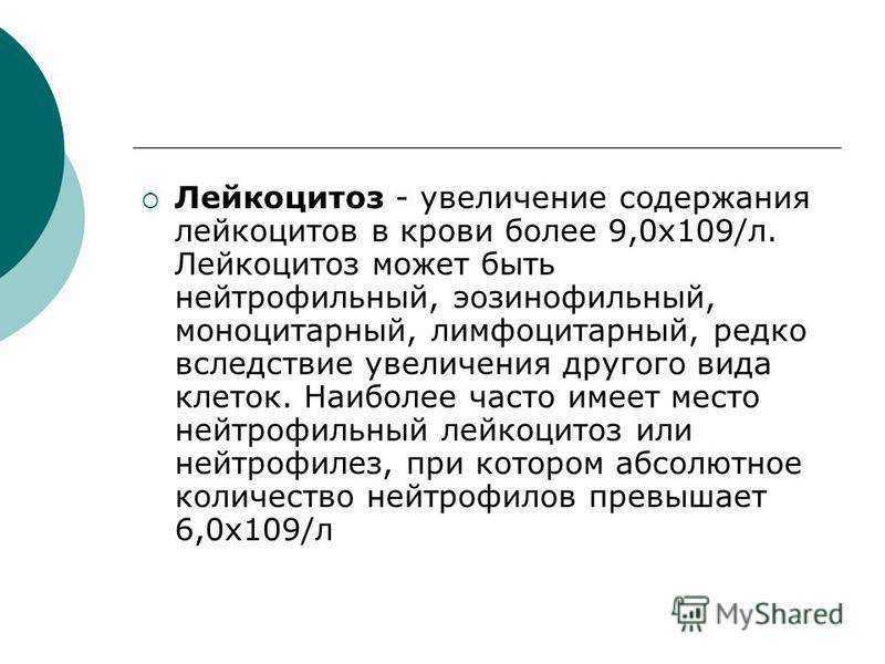 Можно ли кошку кормить салом: веские аргументы за и против