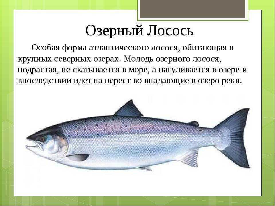 Медянка обыкновенная:описание фото,образ жизни,ядовита или нет