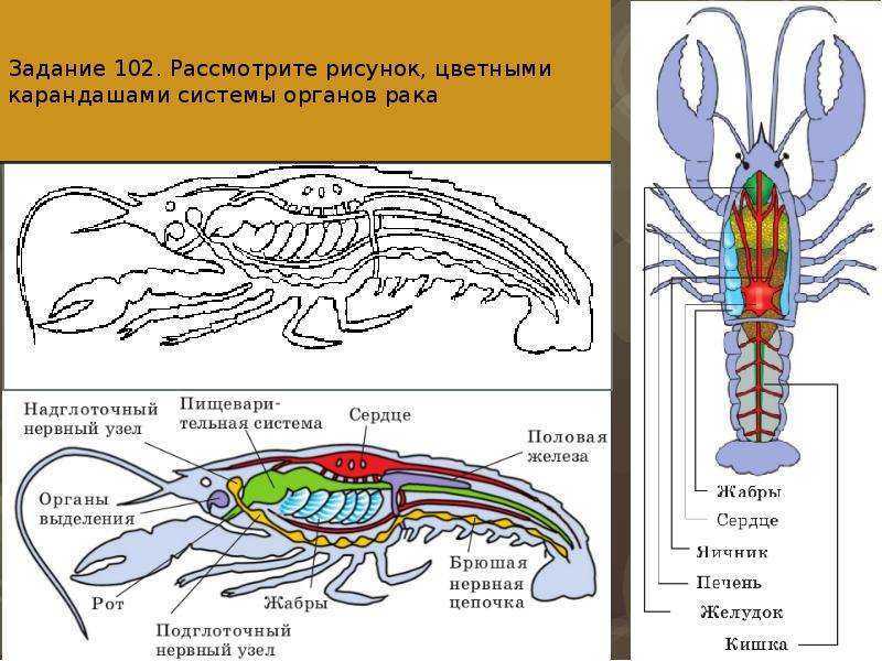 Раковые клетки: чем питаются в организме человека? как выглядит раковая клетка, что это такое, раковые клетки под микроскопом | клиники «евроонко»