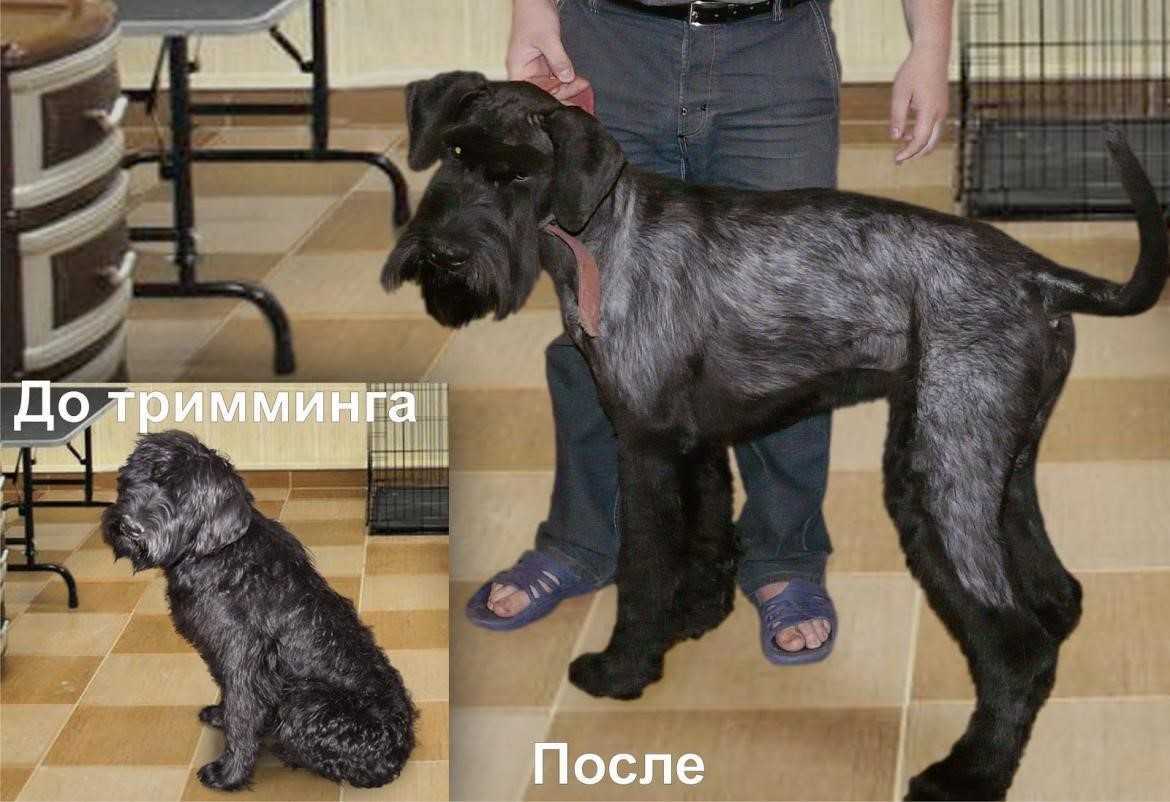 Особенности тримминга собак