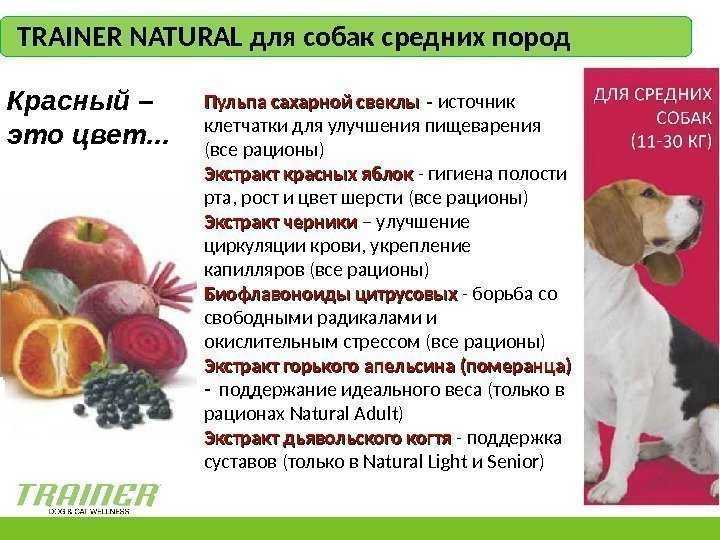 Как кормить бигля натуральной пищей
