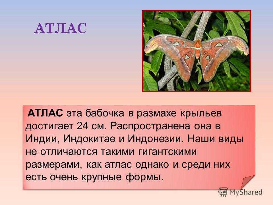 Бабочка – самое красивое насекомое в мире
