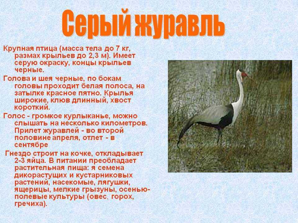 Виды журавлей. фото, описание. - удивительный мир животных