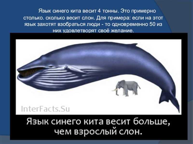 Самые распространённые виды китов (20 китообразных планеты)