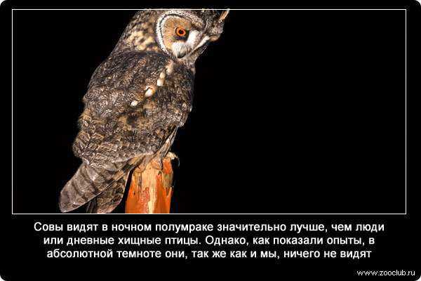 7 животных с самым лучшим ночным зрением на земле