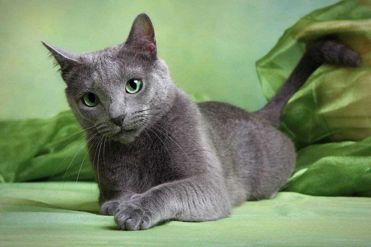 Корат