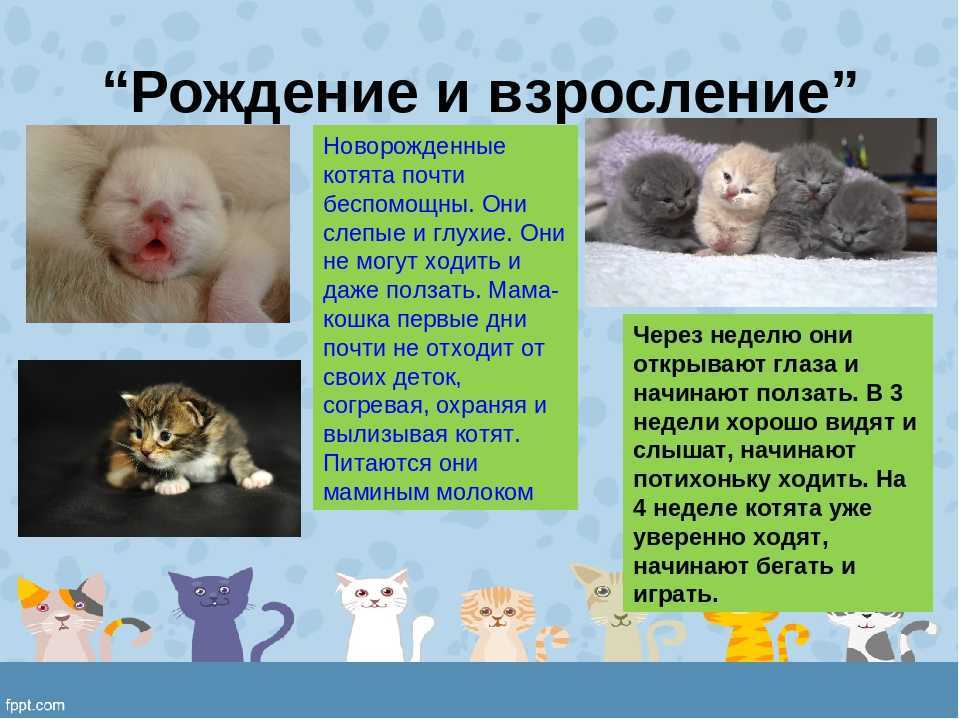 До какого возраста растут коты и кошки — особенности взросления