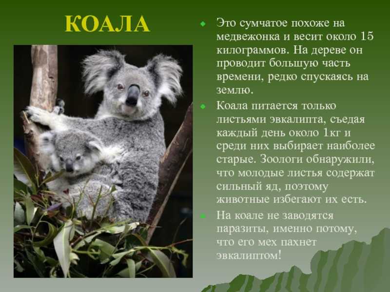 Коала. описание и особенности коалы | животный мир