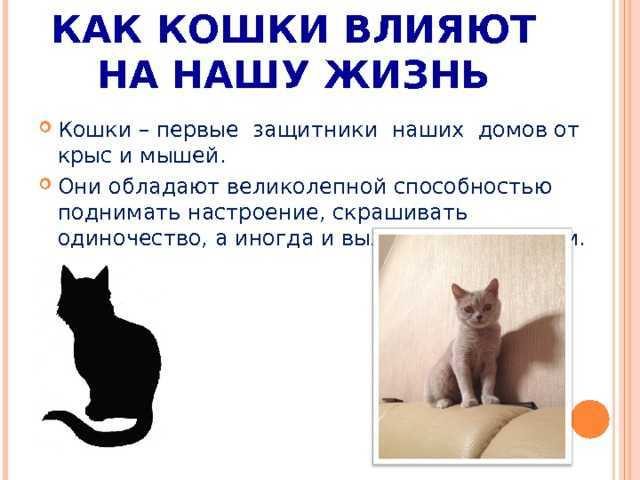 7 самых любопытных фактов о взаимоотношениях человека и кошки