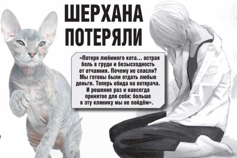 Узнайте больше о том как пережить смерть любимой кошки Через что приходится проходить при потере и как объяснить ребенку причину утраты
