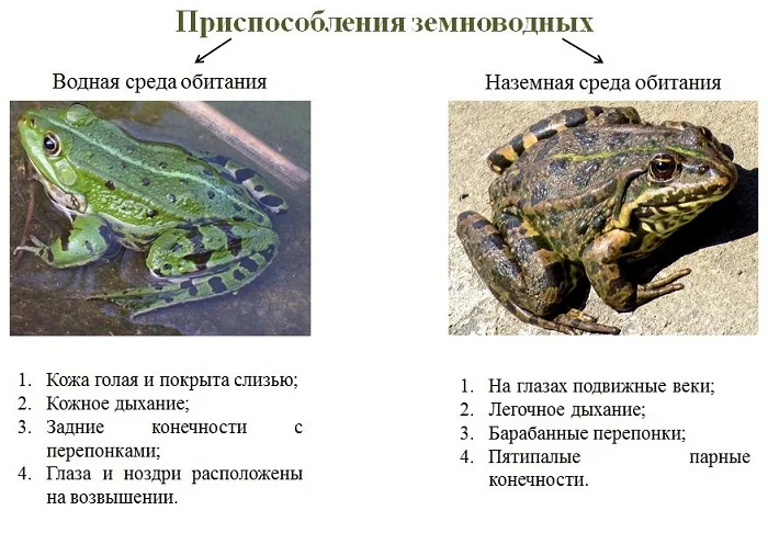 Саламандра (фото): миниатюрный дракончик с богатой историей