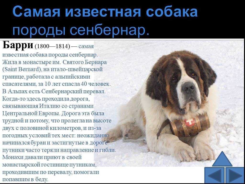 Сенбернар — описание и характеристика породы, внешний вид и характер