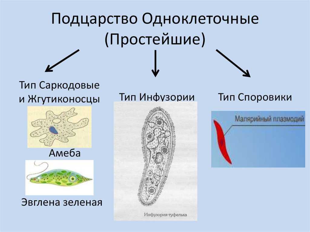 «многообразие живых организмов»: одноклеточные (простейшие)