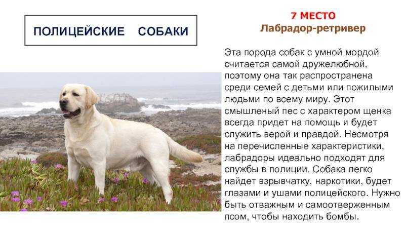 Первые признаки беременности у собак после вязки: особенности крупных и мелких пород | ваши питомцы