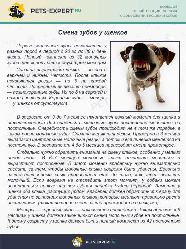 Период смены зубов у щенков