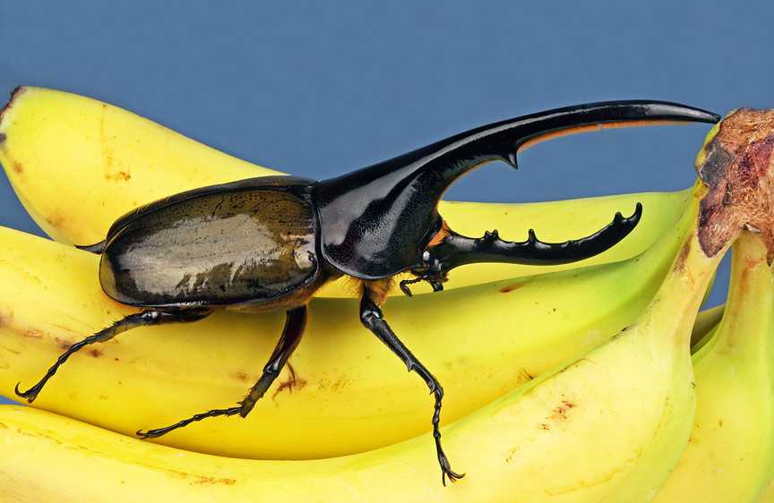 Разноцветный мир жуков: фото с названиями насекомых