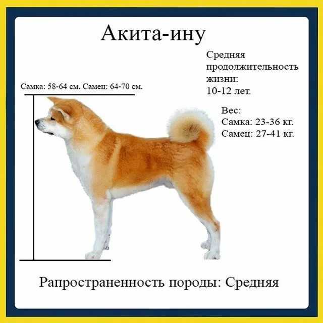 Сиба-ину (шиба-ину): все о собаке, характеристика и описание породы, фото и видео | dogkind.ru