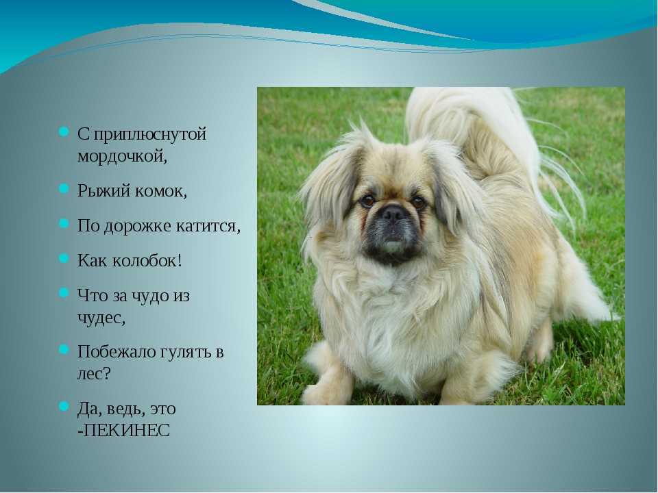 Пекинес — уход и содержание
