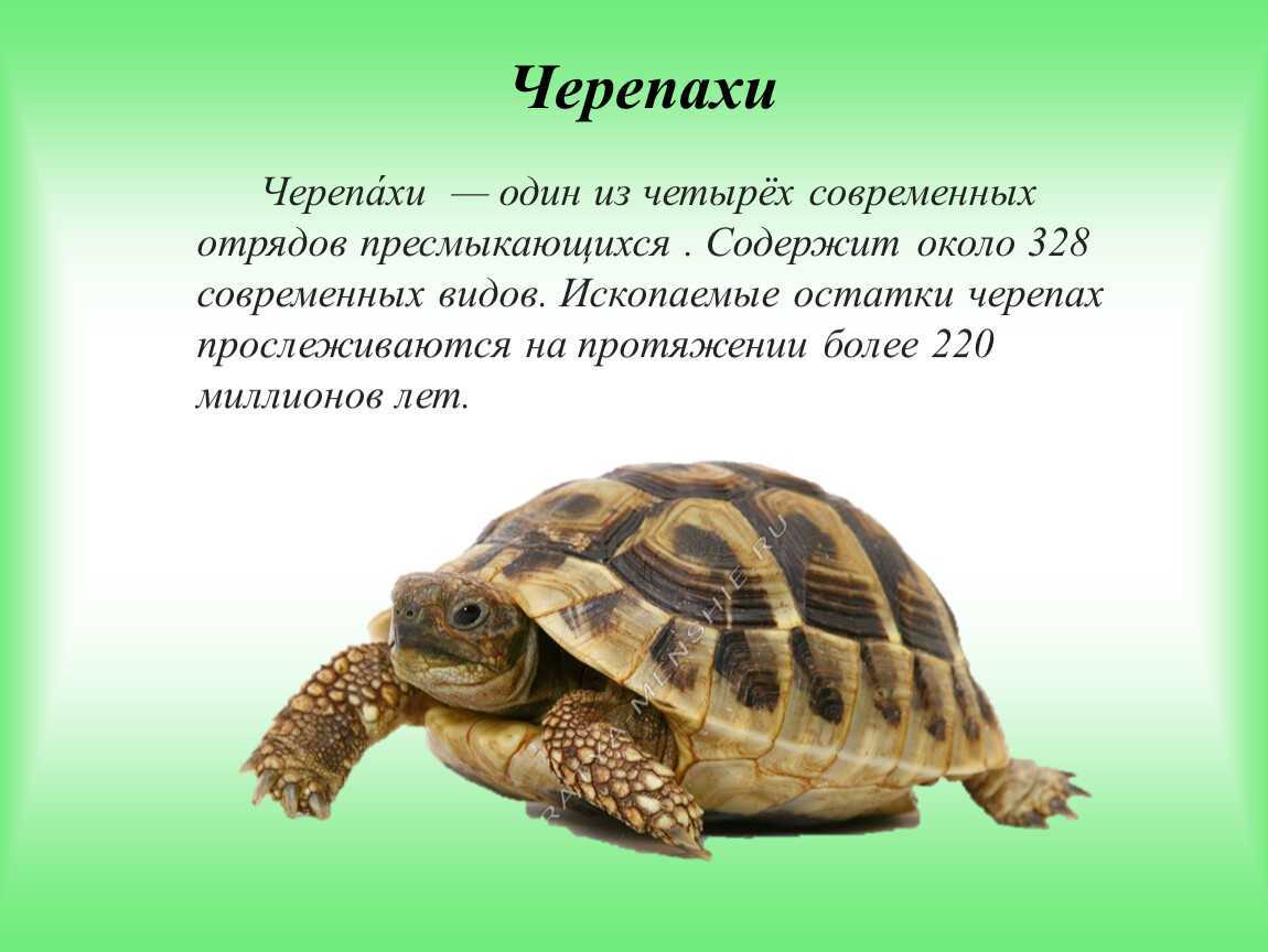 Сколько живут красноухие черепахи, содержание и уход за ними