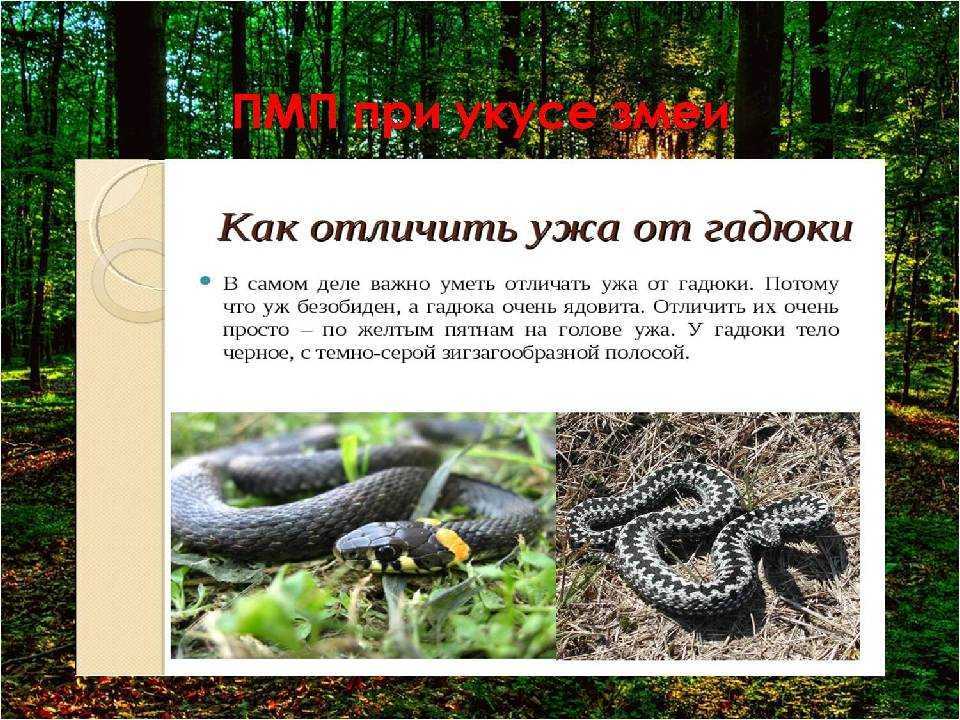Уж змея. образ жизни и среда обитания ужа | животный мир