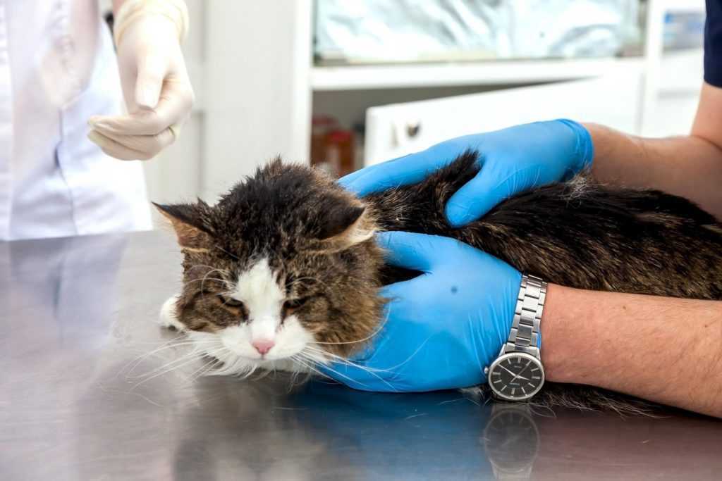 Гингивит у кошек. причины заболевания. симптомы. диагностика. лечение. профилактика гингивита.