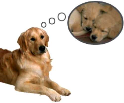 Ложная беременность у собак: симптомы и причины, сколько длится, что делать и как лечить