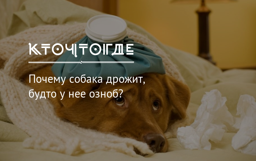 Почему собака дрожит - возможные причины