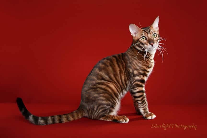 Игрушечный тигр или обзор кошек породы тойгер
