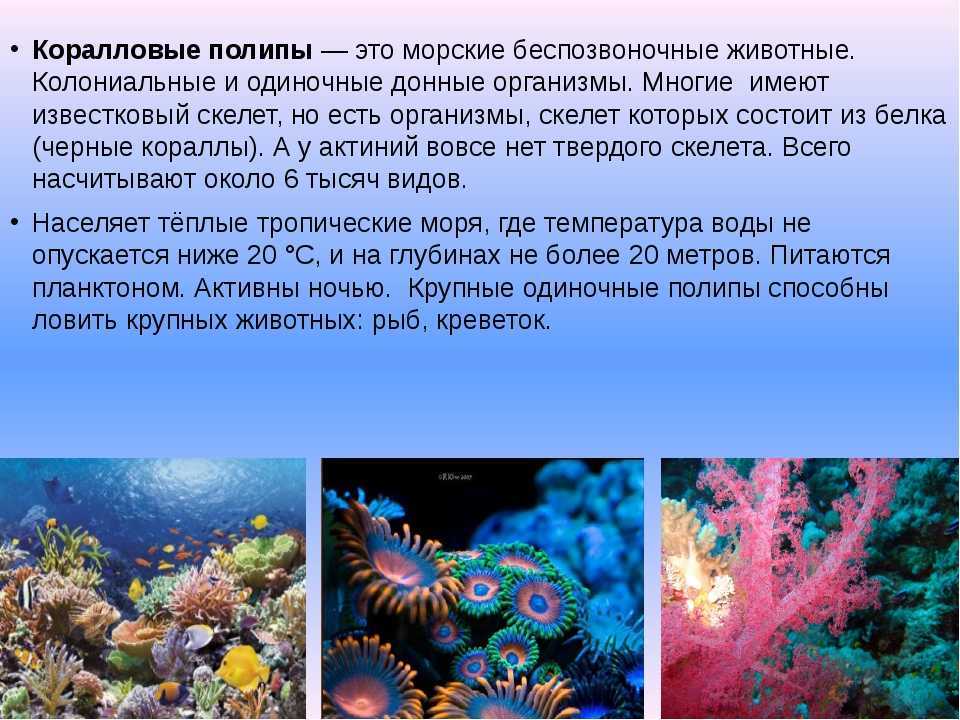 Усатые киты: классификация, описание, питание, поведение и угрозы