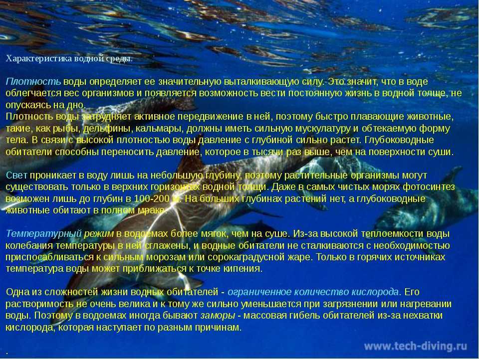 Морские глубоководные светящиеся рыбы | интересный сайт