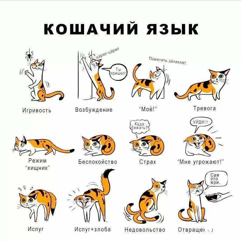 Как понять кошачий язык? :: syl.ru