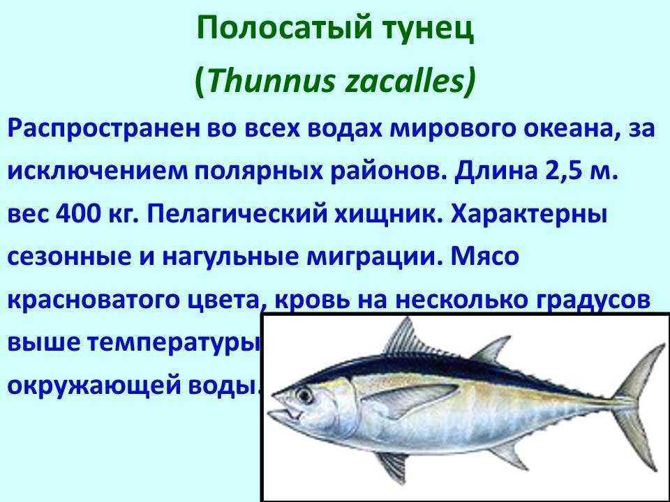 Промысловые виды рыб: названия, фото и характеристика