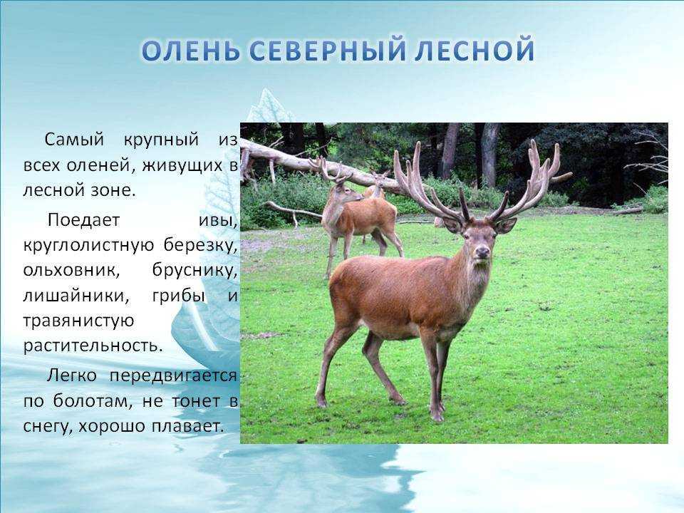 Олень - виды, где водятся, что едят, сколько весит, рога, копыта