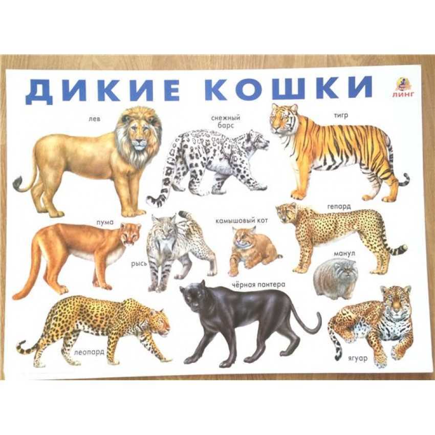 Самые дорогие коты в мире: обзор фото и цены