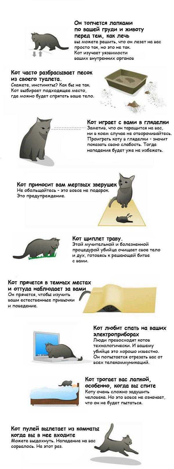 Кошка прячется в темные места: что делать, причины