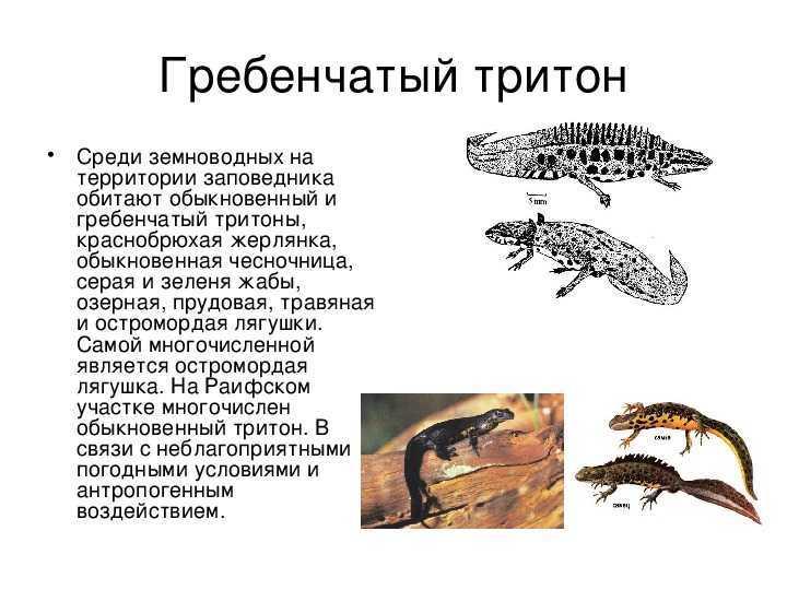 Огненный тритон воин (firenewt warrior)