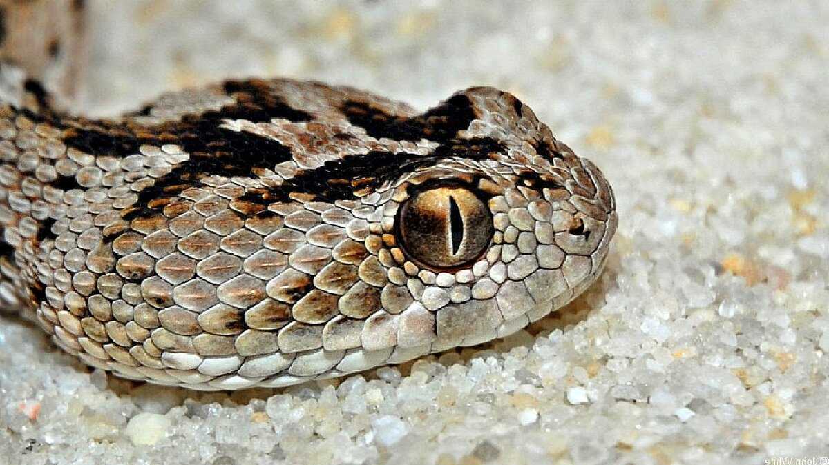 Змея эфа