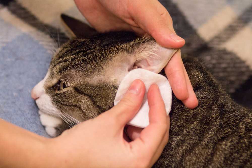 Кошка не дает чистить уши