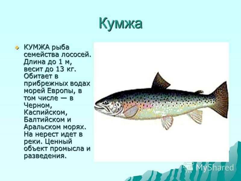 Форель - подробное описание рыбы: где обитает, чем питается