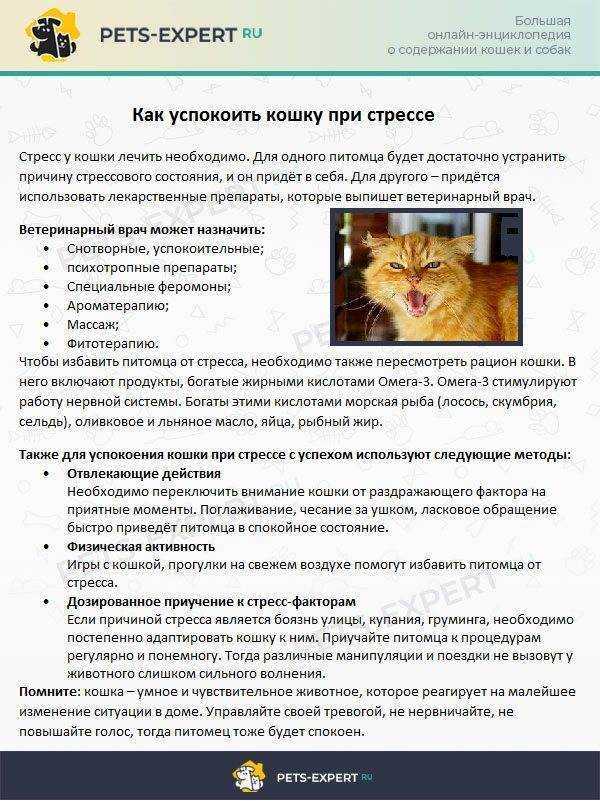 Варианты почему кошка может шипеть: на кота, своего хозяина и другие примеры