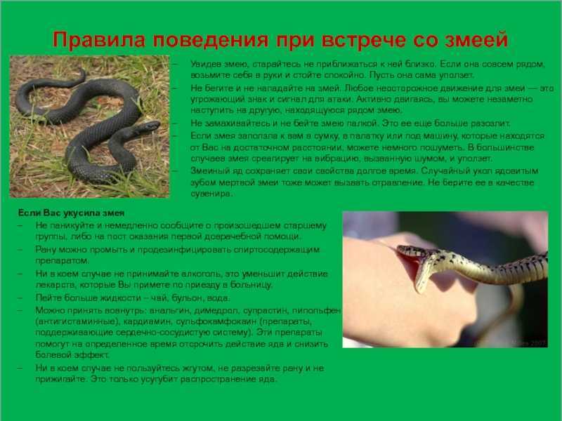 Уж: содержание змеи в домашних условиях