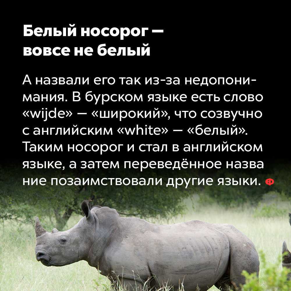 Носороги