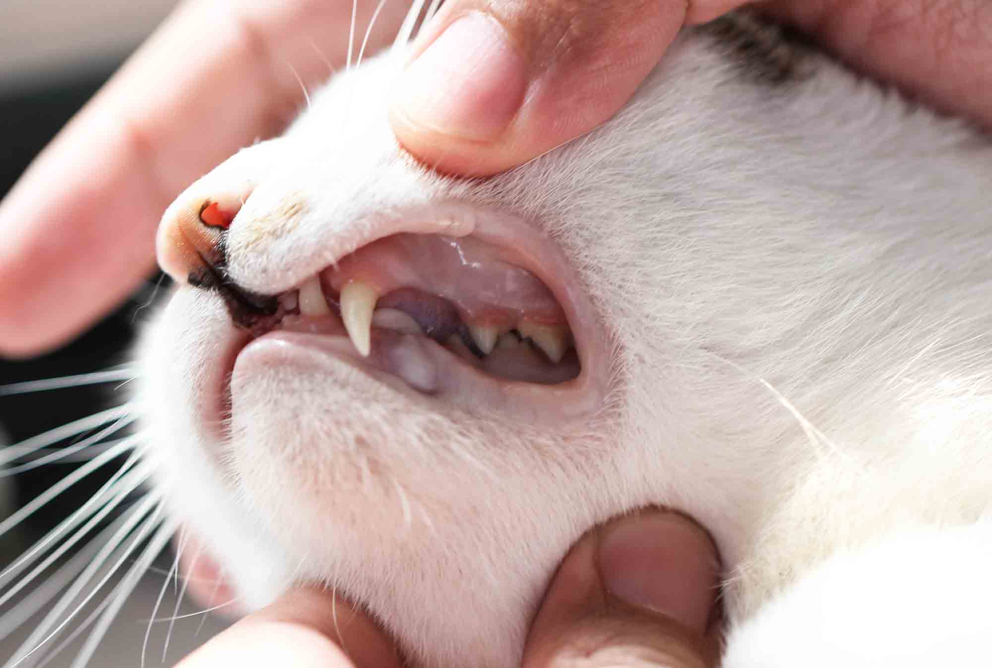 Причины и лечение эозинофильной гранулемы у кошек