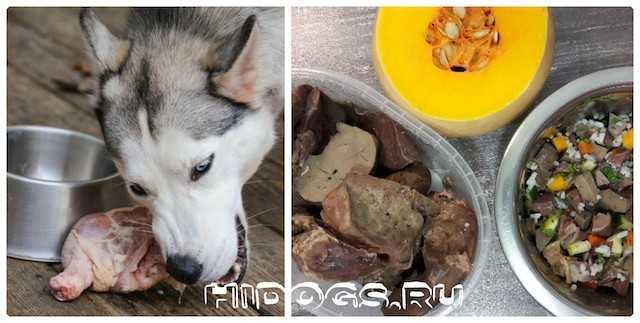 Соль для собак: можно или нельзя добавлять в еду животным