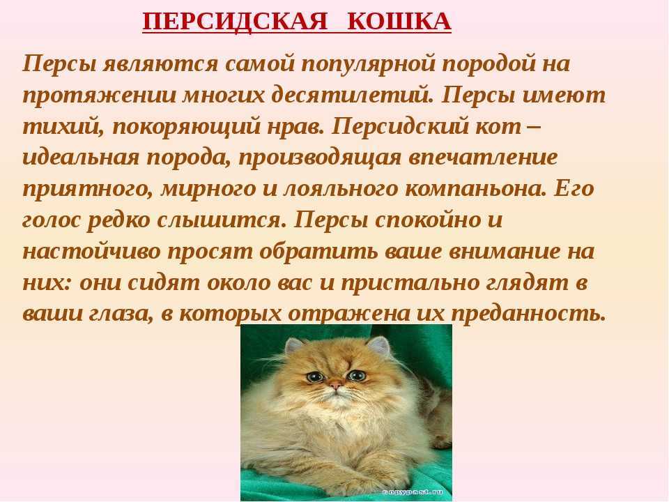 Чем кормить кота кроме сухого корма?