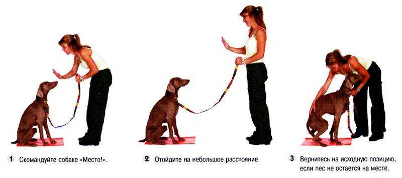 Как правильно дрессировать щенка в домашних условиях: обзор +видео